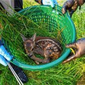 Drei Rehkitze bei Mahd überfahren