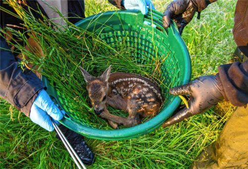 Wildtierretter tragen in einem Korb ein Rehkitz an den Rand einer Wiese, um das Tier vor der Mähmaschine zu schützen. In Traunstein wurden in diesem Sommer drei Kitze von einem Bauern bei der Mahd überfahren. Sie starben qualvoll. Foto DPA