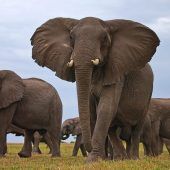 Elefanten sterben fast nie an Krebs