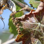 500 Anträge wegen Schäden beim Wein