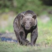 Das Trentino streitet um seine Bären
