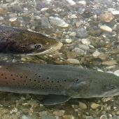 Der Huchen ist Bayerns Fisch des Jahres