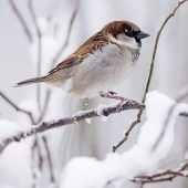 Wie sich Vögel vor Frost schützen