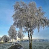Raureif in seiner schönsten Form