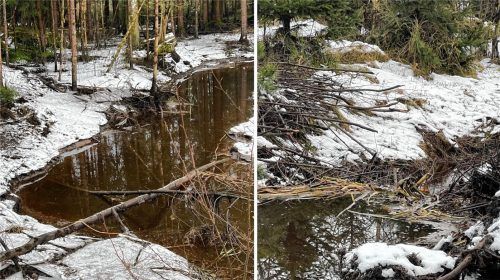 Dieser Damm (rechts) am Oberen Tännelbach in der Kollerfilze bei Raubling schützte eine Biberburg (links). Deshalb ist sein Entfernen eine Straftat, die mit hohen Geld- oder Gefängnisstrafen geahndet wird.Fotos Gerlach