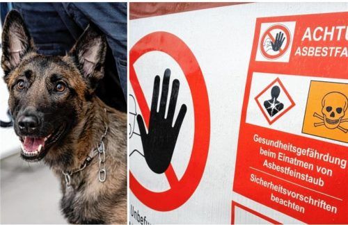 Ein Unternehmer aus dem westlichen Landkreis sollte wegen unerlaubten Umgangs mit Asbest hinter Gittern. Erst als ein Polizeihund kam, gab er auf.Fotos  DPA