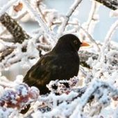 NABU ruft zur Vogelzählung auf