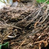 Vogelschutz im Frühling