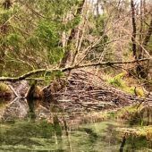 Mehr Biberberater für Rosenheim