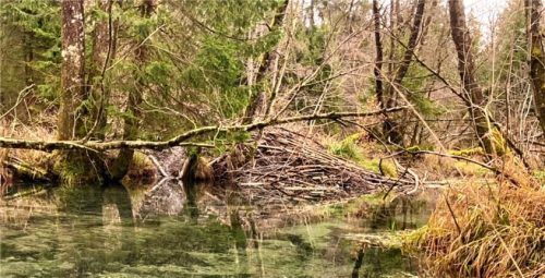 Eine Biberburg bringt Vorteile für die Natur mit sich, birgt aber auch Konfliktpotenzial.

Foto Martina Eisgruber