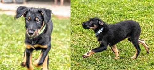 Filou und Sammy suchen jeweils ein neues Zuhause. Foto re