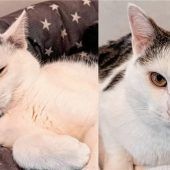 Kleines Wunder für Inky und Idefix