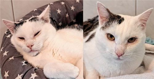 Idefix und Inky (rechts) wünschen sich ein neues Zuhause.Foto re