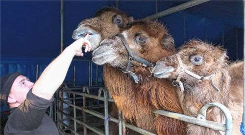 Manolito Sperlich mit den Kamelen Ali, Sultan und Shakira (von links).