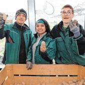 Südamerikanisches Temperament in Attl