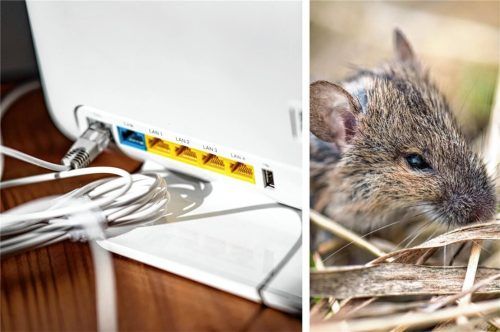Nichts ging mehr in Teilen von Riedering, nachdem Mäuse die Kabel in einem Verteilerkasten angenagt hatten. Fotos dpa