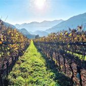 Der Geschmack des Gardasees