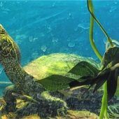 Obelix liebt schwimmen und sonnenbaden