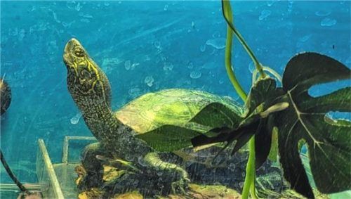 Schildkröte Obelix verbringt viel Zeit mit Schwimmen. Foto re