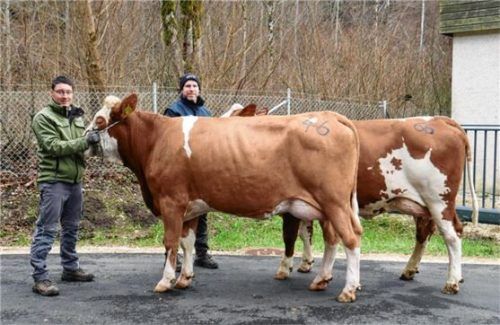 Spitzenjungkühe werden auf dem Traunsteiner Kälbermarkt bei jeder Versteigerung angeboten, wie diese Kollektion der Züchter Alois Rehrl aus Seeleiten, Teisendorf, und Stefan Ramstetter-Wallner aus Hinterau, Ainring, zeigt.Foto re