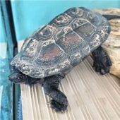 Tommy sucht ein neues Zuhause