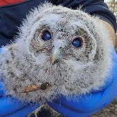 Aus dem Nest gepurzelt