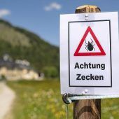 Zecken ganzjährig aktiv