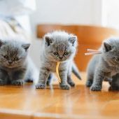 Flauschig hoch fünf!