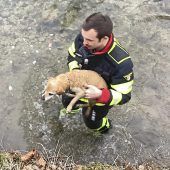 Hunde-Rettung aus der Isar