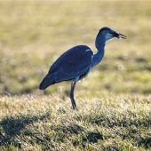 Graureiher auf Futtersuche