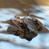 Froschsammler gesucht