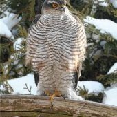 Weiteren Sperber im Garten entdeckt