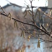 Der Frühling schickt seine ersten Vorboten