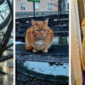 Kater Ludwig ist der Star im Viertel