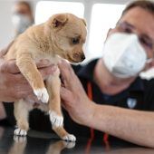 Haustiere durch Virus bedroht