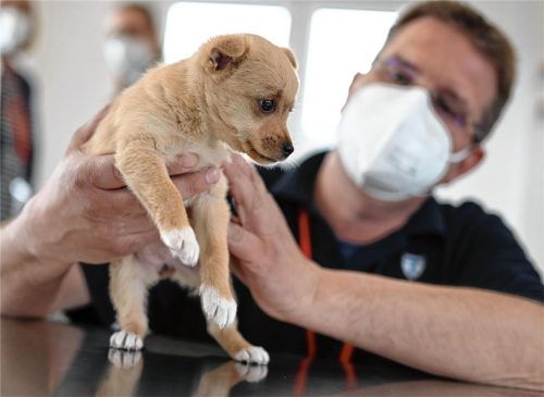 Besonders für Welpen ist eine Infektion mit dem Parvovirus gefährlich. (Symbolfoto) Foto dpa