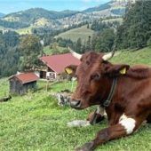 Inntal kämpft um Almgebiet