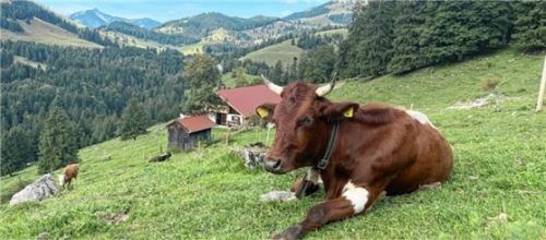 Das größte zusammenhängende Almgebiet in Bayern sieht die Gemeinde durch die Planungen zum Brenner-Nordzulauf bedroht.