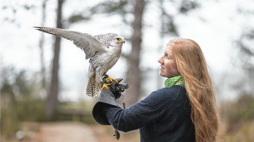 Die Falknerei hautnah erleben können Teilnehmer bei einem speziellen Workshop. Foto re
