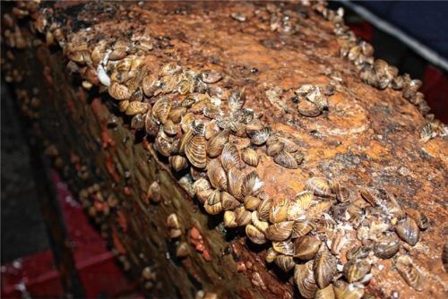 Die Quagga-Muschel (Dreissena rostriformis bugensis) ist eine invasive Süßwassermuschel, die bereits im Chiemsee nachgewiesen wurde. Foto re