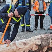 Der ehemalige Christbaum erhält ein neues Leben als Maibaum