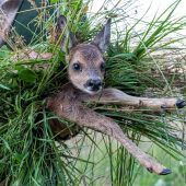 Ethik und Verantwortung – Jagd verpflichtet