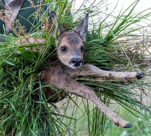 Ein Rehkitz wird von einem Feld getragen. Es wurde zuvor mit einer Drohne, die mit einer Wärmebildkamera ausgestattet ist, aufgespürt. Auf diese Weise werden Rehkitze davor bewahrt, durch das Mähwerk großer Landmaschinen getötet zu werden. Foto dpa