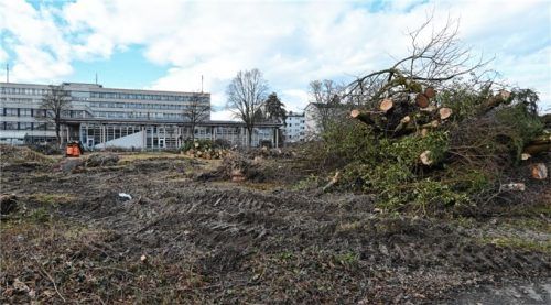 Etliche Bäume wurden bereits gefällt. Foto Schlecker