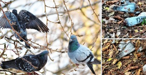 Grausiger Fund in Halfing: Drei geköpfte Tauben wurden im Bereich der Kläranlage gefunden (rechts). Die Polizei sucht Zeugen dieser Tierquälerei. Foto IMAGO/Depositphotos/privat