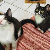 Gretchen und Goofy wünschen sich ein gemeinsames Zuhause