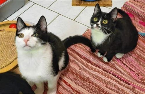 Gretchen (rechts) und Goofy wünschen sich ein gemeinsames Zuhause. Foto re