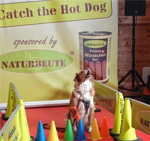 Herrchen und Frauchen warfen Leckerchen in Richtung ihres Hundes – und dieser sollte sie dann aus der Luft fangen.