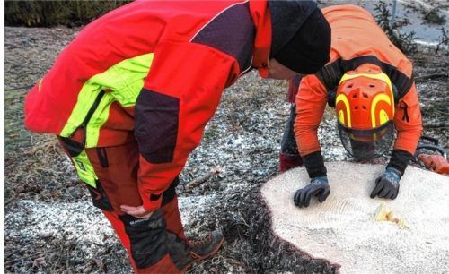 Nach der Fällung wurden die Ringe im Stamm der Tanne gezählt: Demnach wird das Alter des Baumes auf 55 bis 60 Jahre geschätzt. Foto Franz Ruprecht