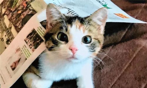 Nicht nur Katzen und Hunde gehen verloren und werden gefunden. Auch durchaus exotische Tiere werden beim Tierschutzverein in Rosenheim abgegeben. Schnell addieren sich die Kosten auf hohe Summen. Foto  Dachs